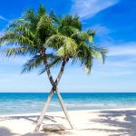 beach, palm trees, sea-1822544.jpg